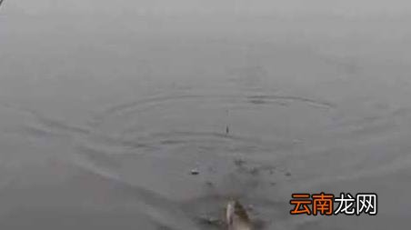 初春季钓鱼选择什么位置最好 春季钓鱼选择什么位置最好