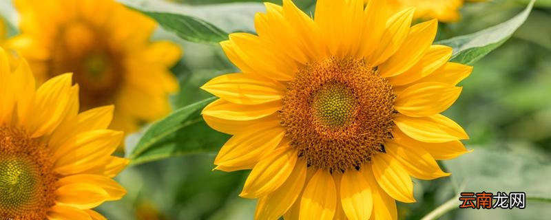 向日葵花的特点，向日葵花什么季节开放