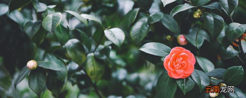 茶花怎么养才长得好,茶花什么时候开花