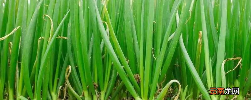 香葱家庭种植法 种植香葱如何浇水与施肥