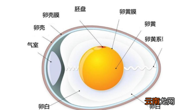 鸡蛋的结构是什么