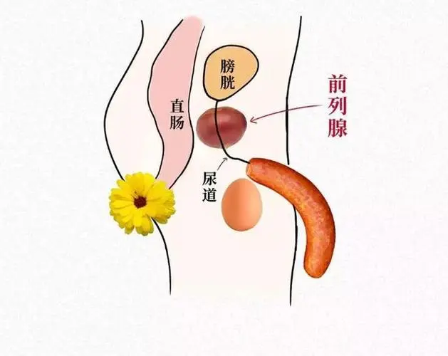前列腺在的位置在哪里