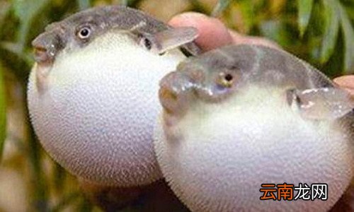 河豚哪里有毒
