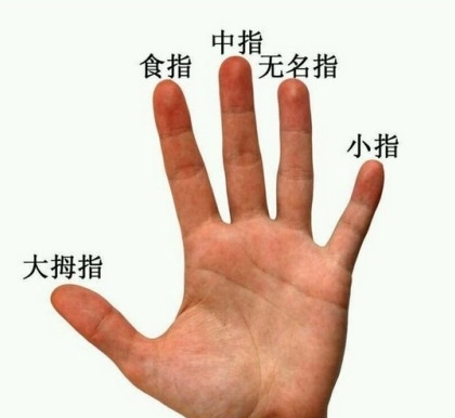 无名指是哪个