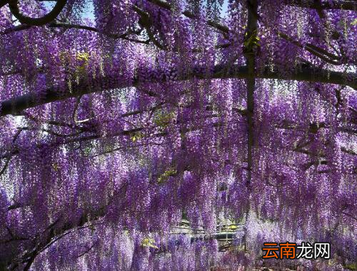 在南方春天开的花 春天的花有什么