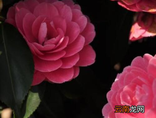 在南方春天开的花 春天的花有什么