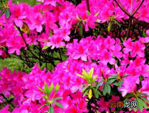 在南方春天开的花 春天的花有什么