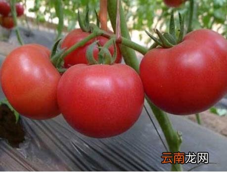 家常炖牛肉的正确做法及配方 炖牛肉最忌讳两种佐料是什么