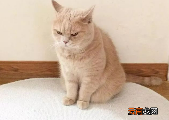 不高兴和生气的区别是什么
