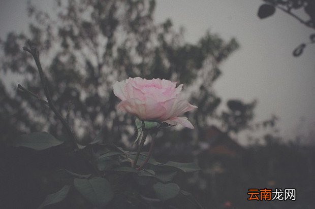 安慰朋友节哀顺变的暖心句子 安慰朋友的话