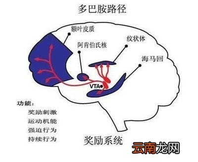 内啡肽和多巴胺的区别
