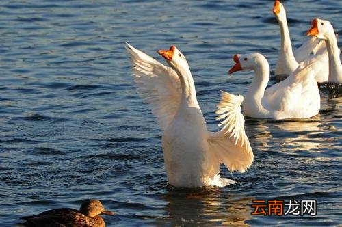 丰子恺的《白鹅》老舍的《猫》布封的《松鼠》的主要内容