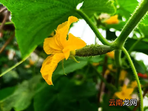 黄瓜花和百合花的形状和颜色相同