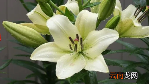 黄瓜花和百合花的形状和颜色相同