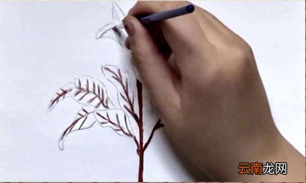 水彩画入门的基础画教程