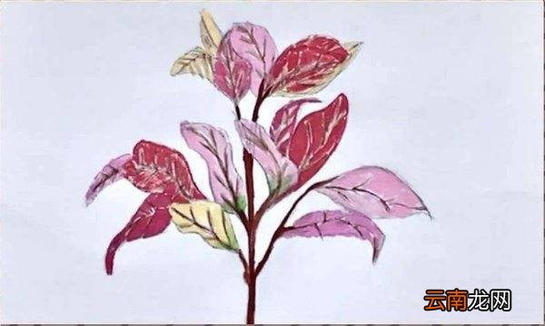 水彩画入门的基础画教程