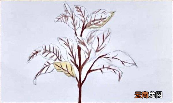 水彩画入门的基础画教程