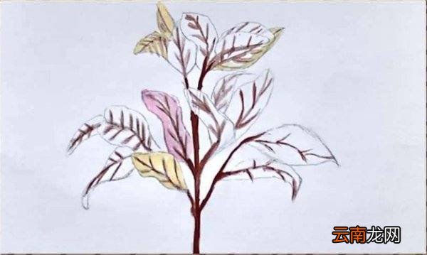 水彩画入门的基础画教程