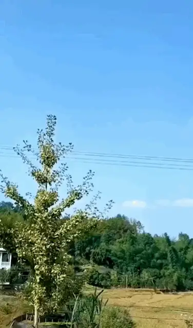 微信背景图怎么弄成动态的 微信怎么弄动态背景