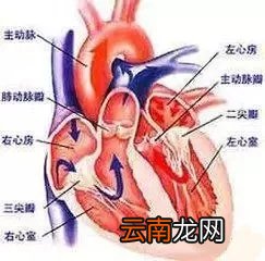 肺动脉瓣关闭不全