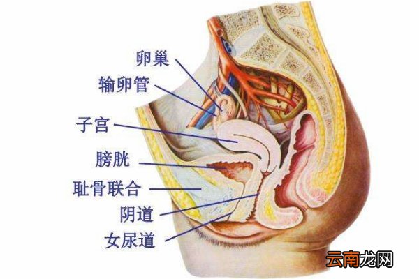 女性耻骨在什么地方