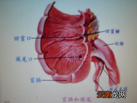 阑尾的具体位置在哪儿