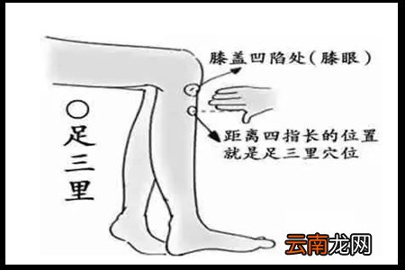 足三里的准确位置
