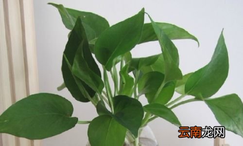 绿萝可以除甲醛吗