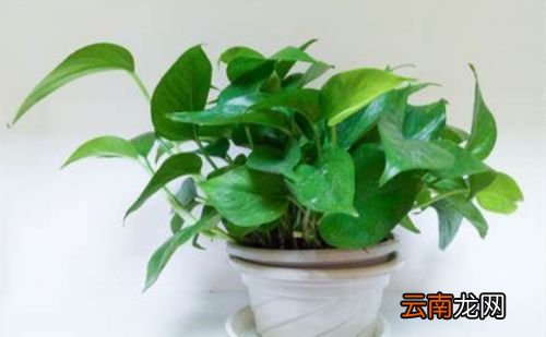 绿萝可以除甲醛吗