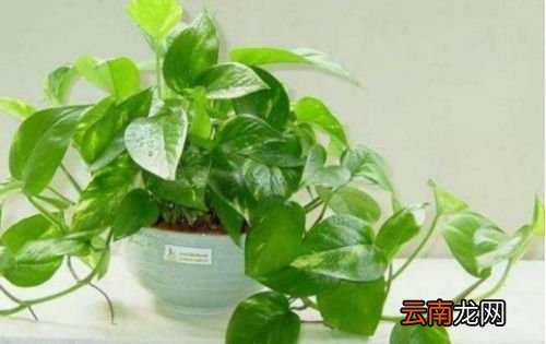 洋葱能去甲醛吗