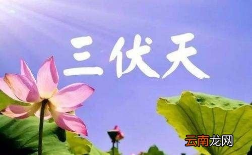 三伏天艾灸时间怎么安排表