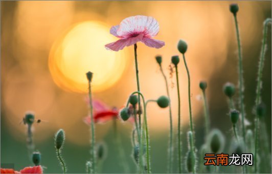 生活需要仪式感的句子发朋友圈