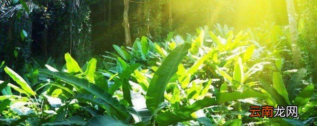 充满阳光的句子 阳光的话