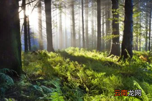 森林防火会议内容怎么写