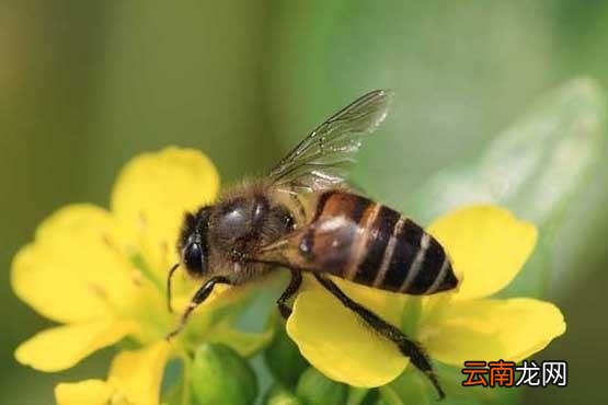《哪些虫子会蜇人》中班安全教案怎么写