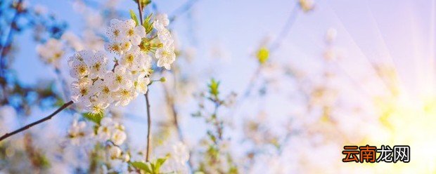 充满阳光的句子简短 阳光的句子