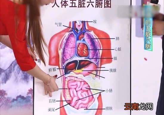 身体器官图分布图