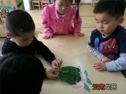 幼儿园蚕宝宝教案