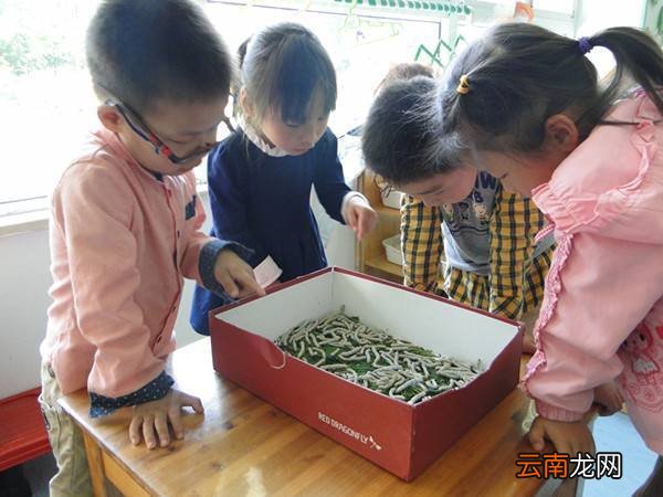幼儿园蚕宝宝教案