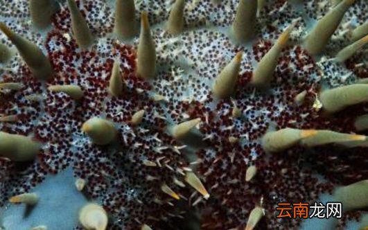 世界上最毒的鱼是什么鱼
