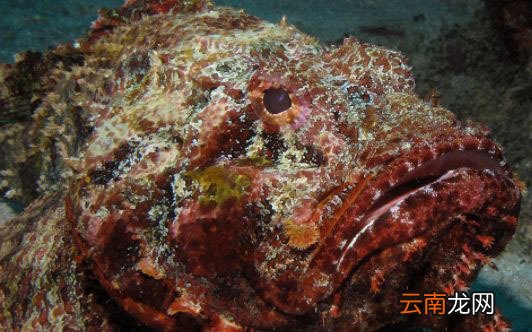 世界上最毒的鱼是什么鱼