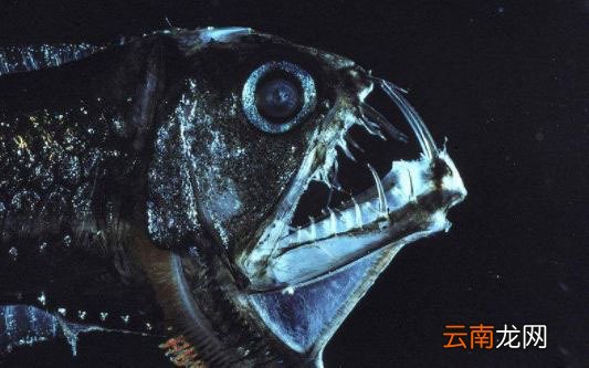世界上最毒的鱼是什么鱼