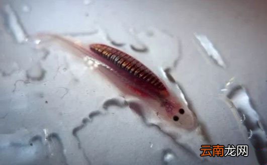 世界上最毒的鱼是什么鱼