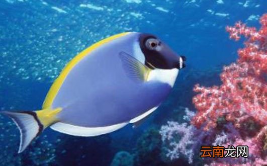 世界上最毒的鱼是什么鱼