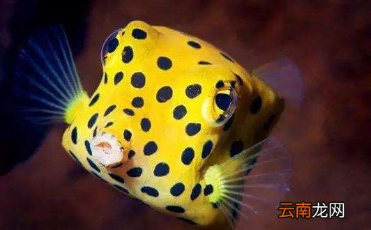 世界上最毒的鱼是什么鱼