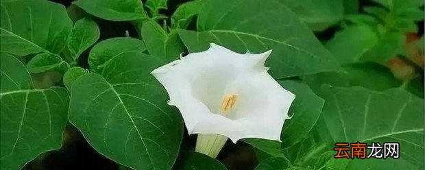 世界上最毒的花是什么 最毒的植物花