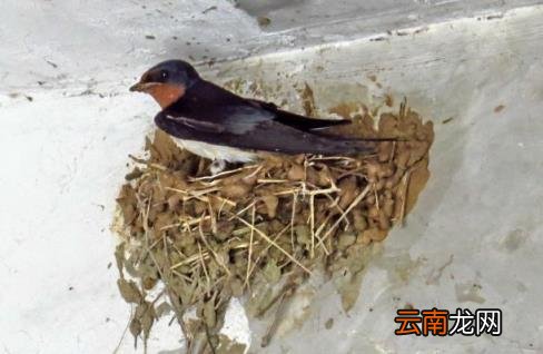 燕子在家里搭窝的寓意 燕子在家里搭窝预示什么