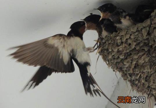 燕子在家里搭窝的寓意 燕子在家里搭窝预示什么