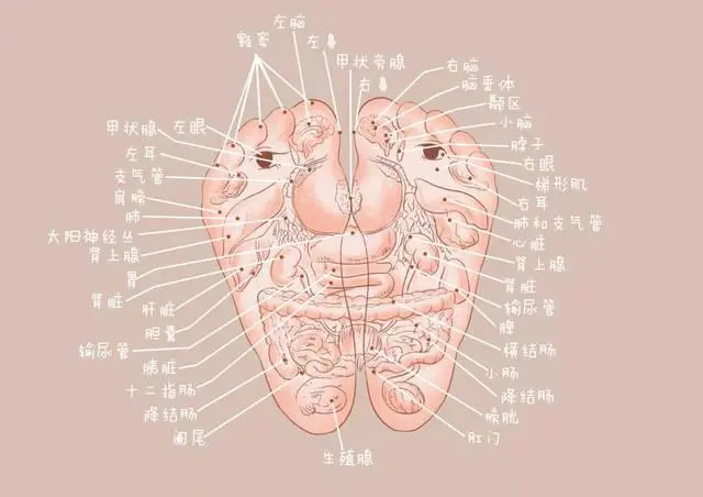 五脏六腑器官分布图
