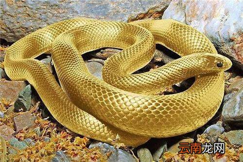 全球最毒的蛇是什么蛇 它的毒液有多强呢